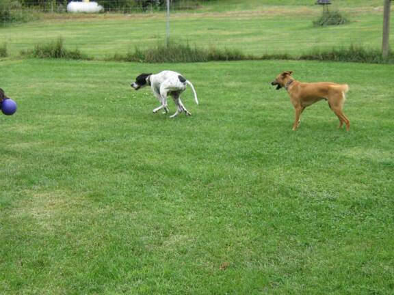 one woof doggie daycare one woof doggie daycare